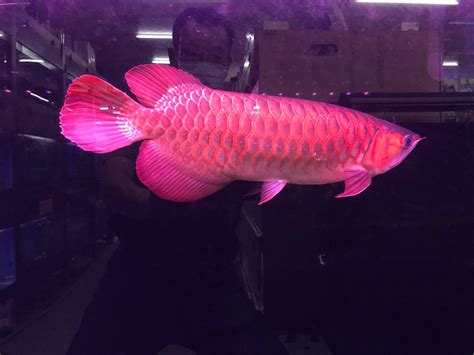 血紅龍魚價格|山水水族網購大賣場